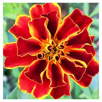 Sanando bebés de manera natural - Nanny Heart