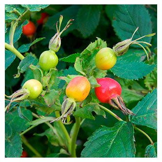 Sanando bebés de manera natural - Nanny Heart